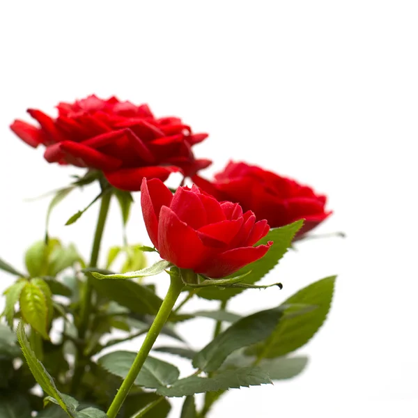 Rosa roja sobre fondo blanco — Foto de Stock