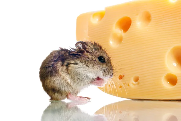 Kleiner Hamster mit Käse — Stockfoto