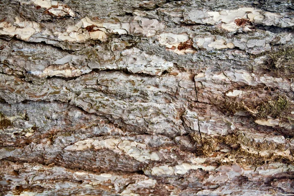 Flecken alter Baumrinde — Stockfoto