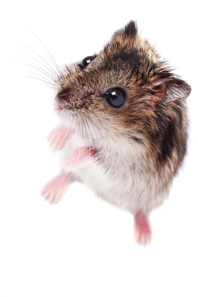 Pequeno hamster bonito isolado em branco — Fotografia de Stock