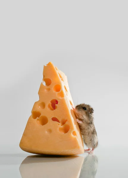 Lilla hamster med ost Stockfoto