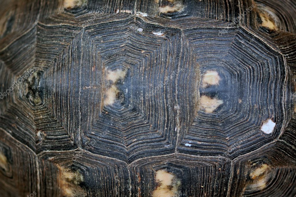 Turtle shell texture — Stock Photo © sirylok #4334358