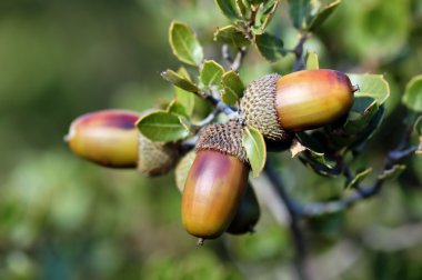 Group of acorn seeds on a branch. clipart