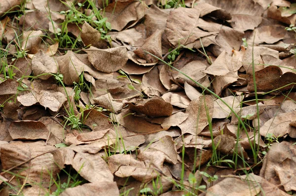 Folhas castanhas — Fotografia de Stock
