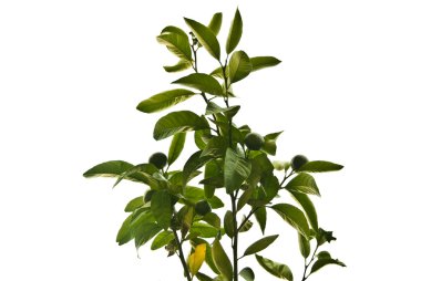 Green mandarins on a tree clipart