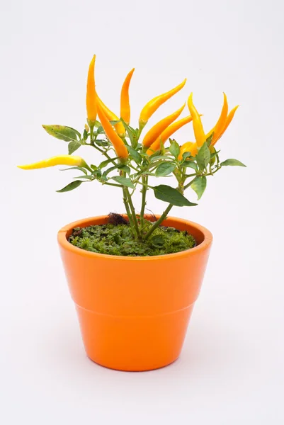 Stock image Small yellow decorative chili plant