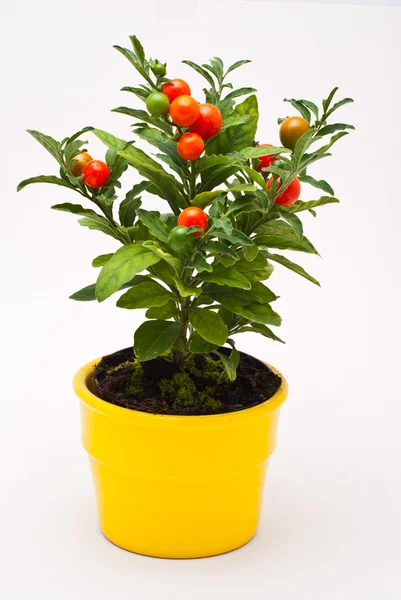 Petite tomate décorative rouge Photos De Stock Libres De Droits