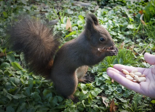 stock image Squirrel