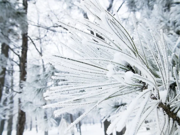 Closeup Frozen Pine Branches Park — Stock Photo, Image