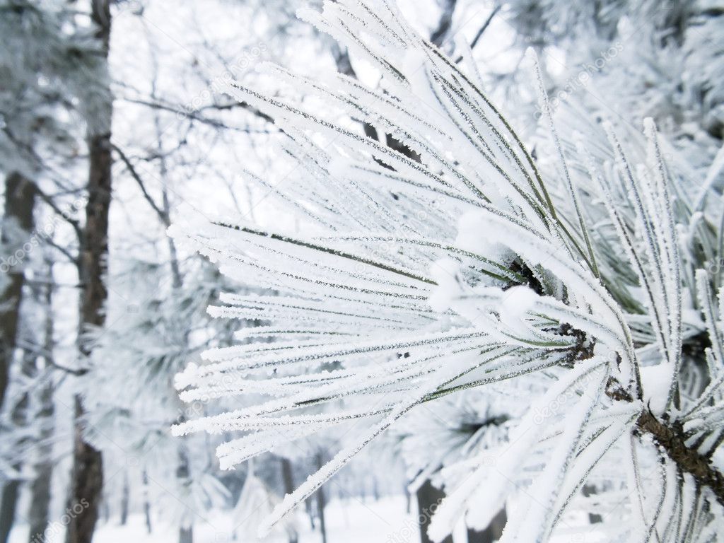 Closeup of frozen pine branches in park