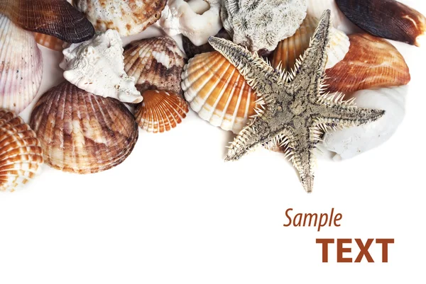 さまざまな貝殻およびヒトデ製フレーム — ストック写真