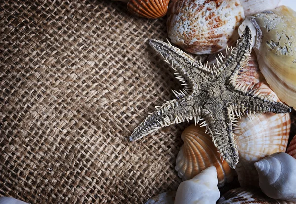 Rahmen Aus Verschiedenen Muscheln Und Seesternen — Stockfoto