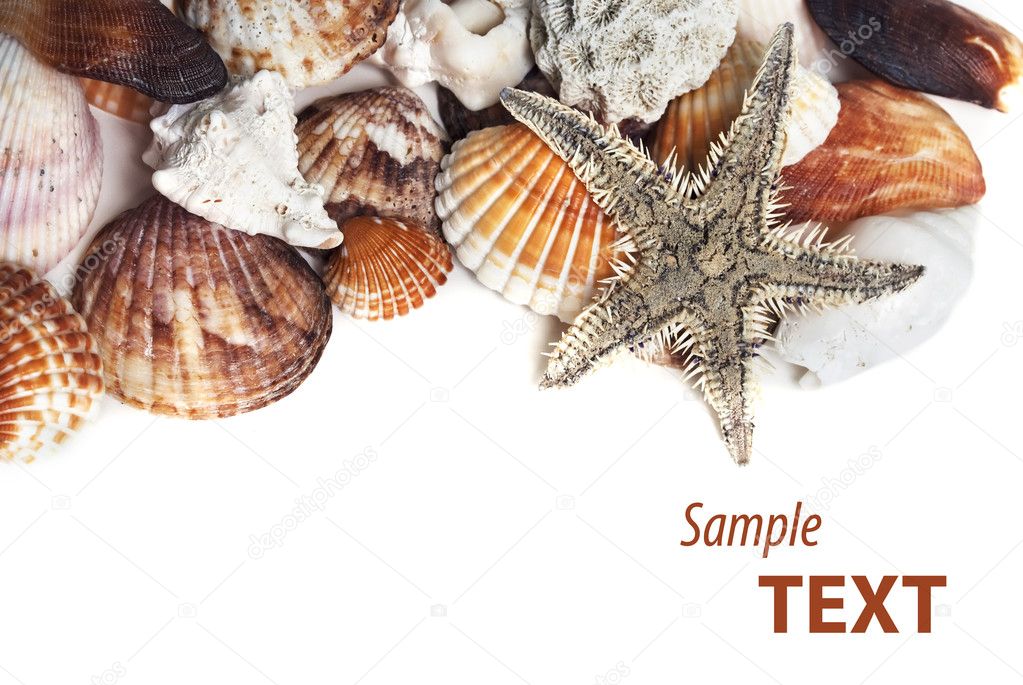 Frame made of various seashells and starfish