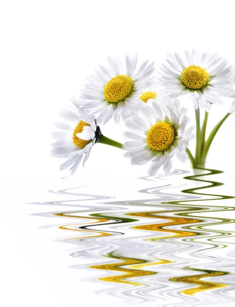 反映在水中的雏菊 — 图库照片