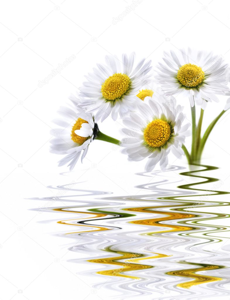 Daisy reflected in water