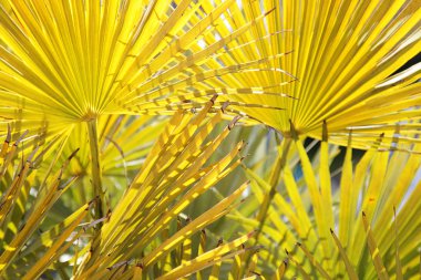 parlak sarı palmiye yaprakları