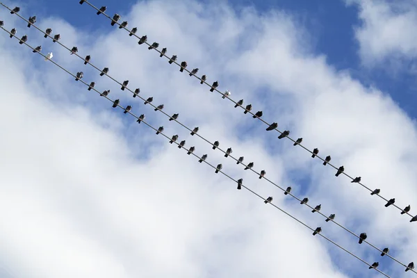 Aves en el cable eléctrico —  Fotos de Stock