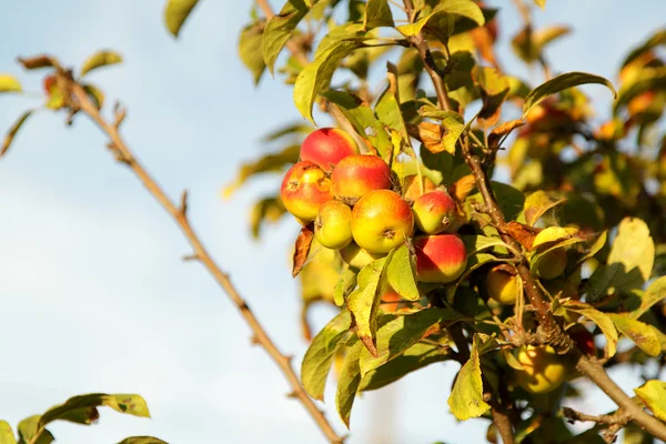 stock image Apples on branch