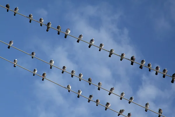 Aves en alambre eléctrico Imágenes de stock libres de derechos
