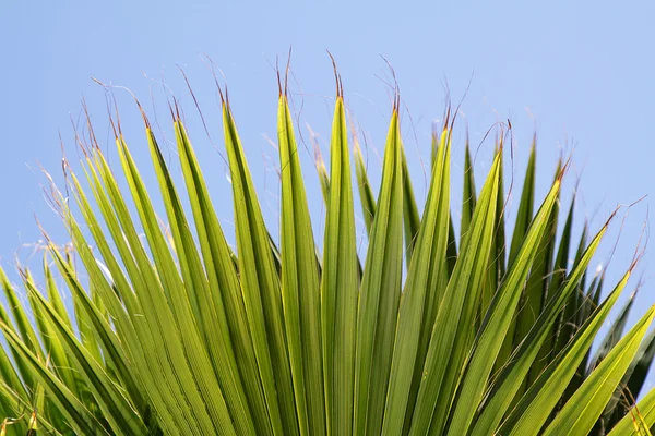 stock image Palm leaves