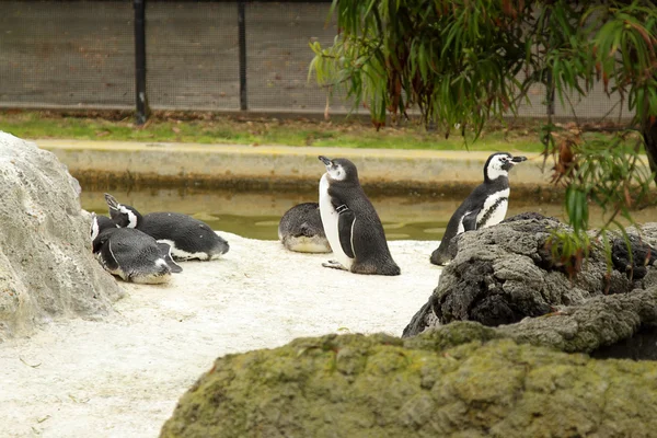 Group Penguins Zoo — Stock Photo, Image