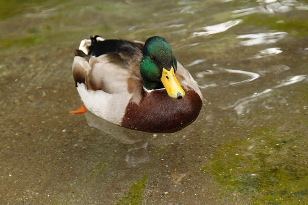 Una Foto Solo Pato Nadando Estanque — Foto de Stock