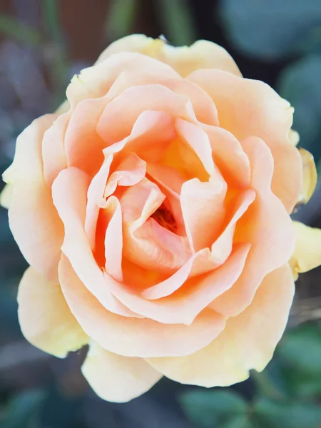 Una rosa — Foto Stock