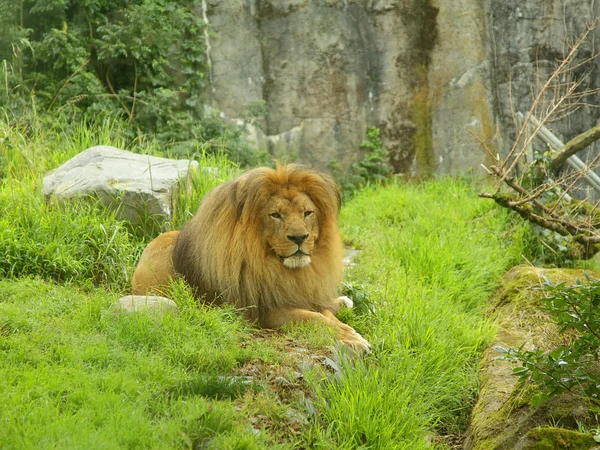 León Descansando Sobre Hierba Zoológico —  Fotos de Stock