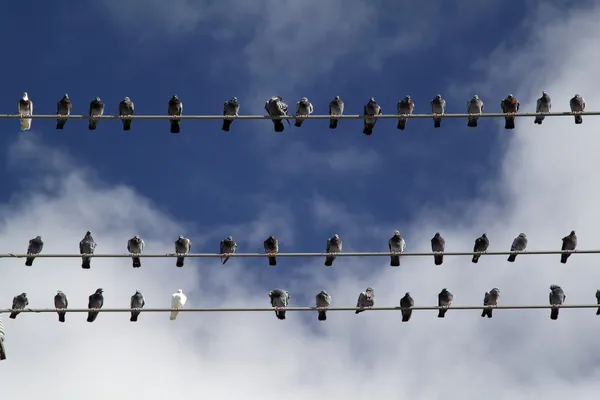 Aves en cables eléctricos Imagen de archivo