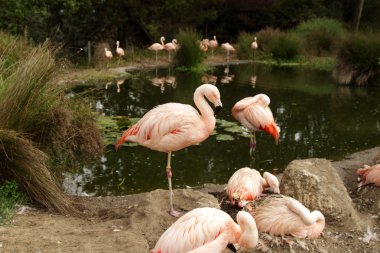 flamingolar gölet yakınındaki hayvanat bahçesinde bir grup