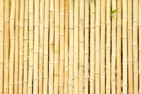Recinzione di bambù — Foto Stock