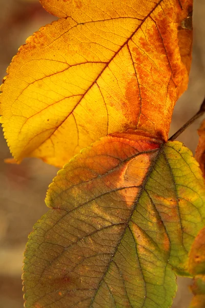 Closeup Photo Bright Orange Green Autumn Leaves — Stock Photo, Image