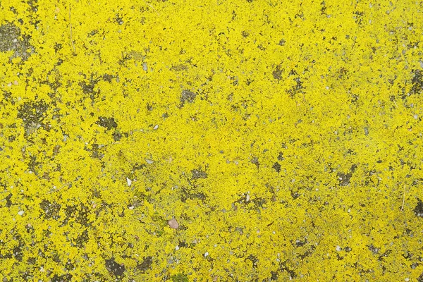 Yellow moss