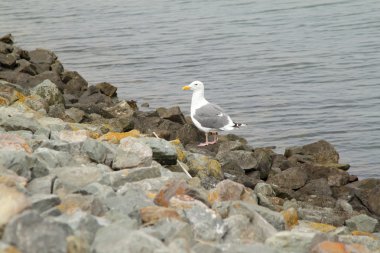 A seagull standing on the rocks near the water clipart