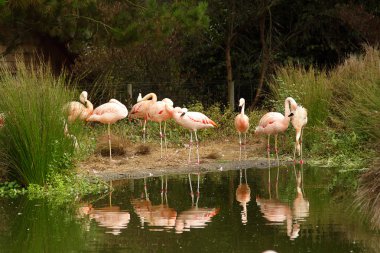 pembe flamingolar Hayvanat Bahçesi fotoğraf