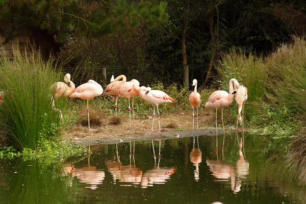 Photo Pink Flamingos Zoo — Stock Photo, Image
