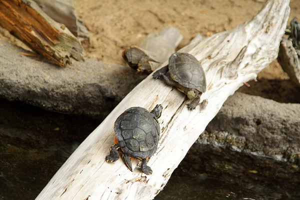Черепахи в зоопарке — стоковое фото