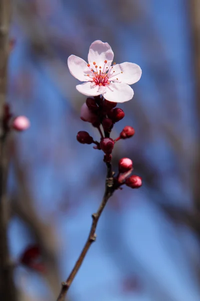 Vaaleanpunainen Kukka Kukkiva Puu — kuvapankkivalokuva