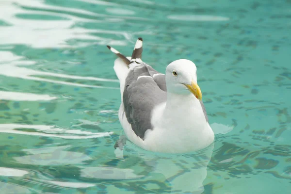 在干净的水中游泳的一个海鸥 — 图库照片