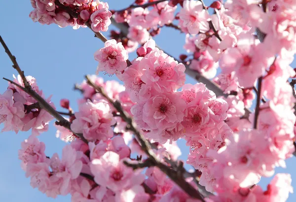 Virágzó fa Stock Kép