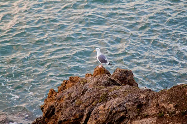 一只海鸥 — 图库照片