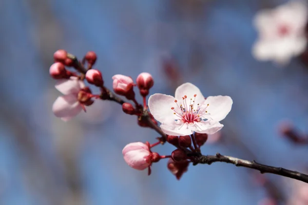 Blooming tree — Stock Photo, Image
