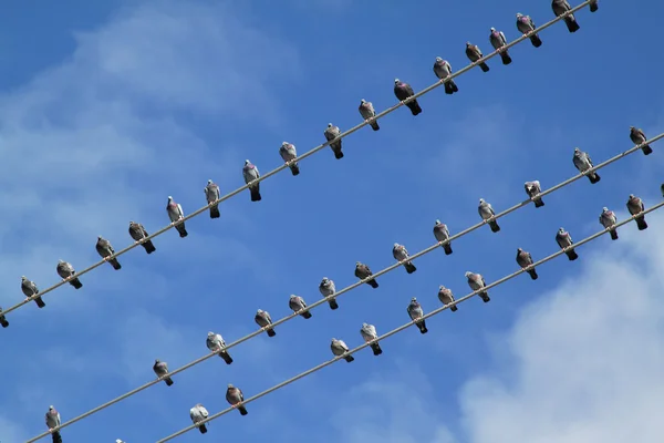 Птахи на дроті Ліцензійні Стокові Зображення