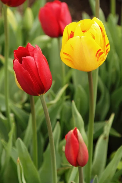 stock image Tulips