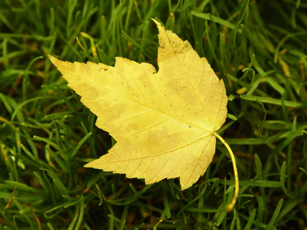 Leaf on grass — Stock Photo, Image