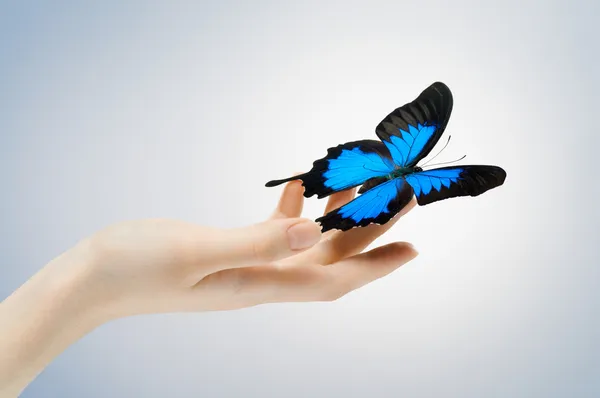 stock image Butterfly