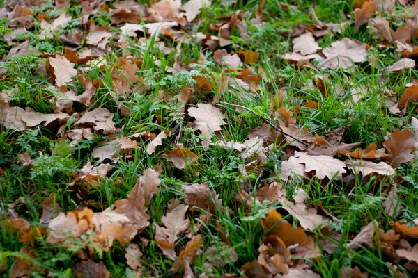 Hierba y hojas —  Fotos de Stock