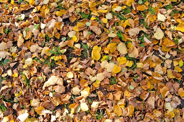 Erba e foglie — Foto Stock