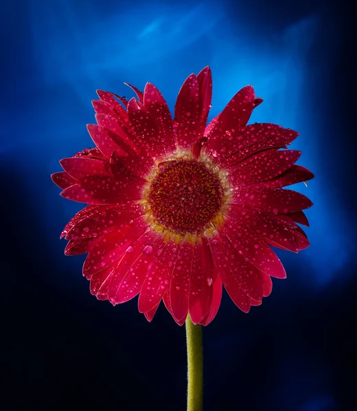 Red beauty flower — Stock Photo © cadovnik #4127939