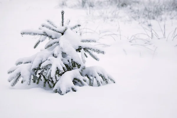 雪下の毛皮ツリー — ストック写真
